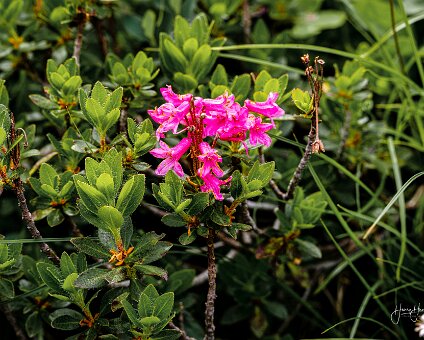 [2021-07-25] Kitzloch Klamm [2021-07-26] Hochalm am 26.07.2021 14:26:25 Skigebiet Rauriser Hochalm Zell am See Österreich