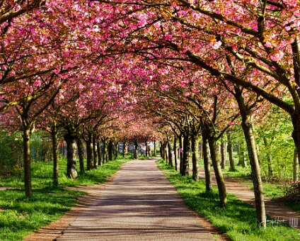 [2023-04-27] Kirschblüte an der Bernauer Straße [2023-04-27] Kirschblüte an der Bernauer Straße am 27.04.2023 17:59:34 S Bornholmer Straße Berlin Deutschland