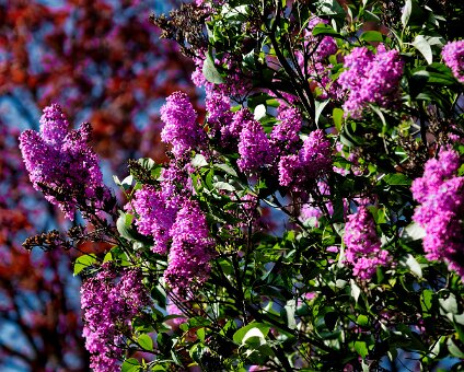 [2026-04-25] Kirschblüte am Kreuzberg_260425_1453450039-2_hh_voll_hh_voll