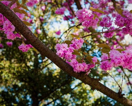 [2026-04-25] Kirschblüte am Kreuzberg_260425_1518100108-2_hh_voll