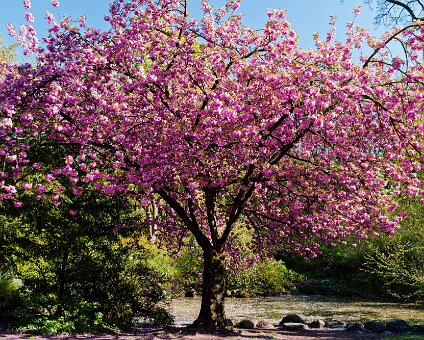 [2026-04-25] Kirschblüte am Kreuzberg_260425_1535290158_hh_voll