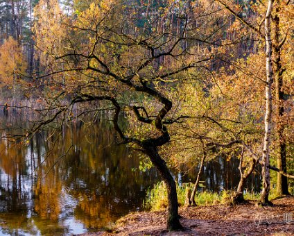 [2020-11-08] Herbst an der krummen Lacke [2020-11-08] Herbst an der krummen Lacke