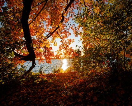 [2025-10-19] Bunte Blätter rund um den Müggelsee_251019_1725503202_hh_voll